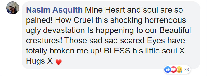 Dog Saves A Koala Joey From The Bushfires And He Makes A Stunning Recovery