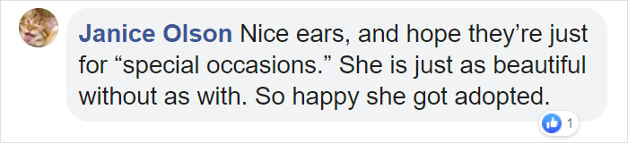 Stray Cat With Crocheted Ears Finally Finds A Forever Home Stray Cat With Crocheted Ears Finally Finds A Forever Home