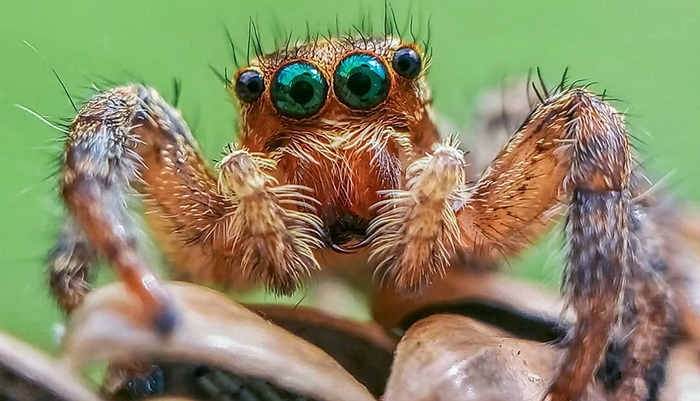 I’m A Macro Photography Enthusiast, And I Take Photos With A Phone And DIY Lenses (57 Pics)