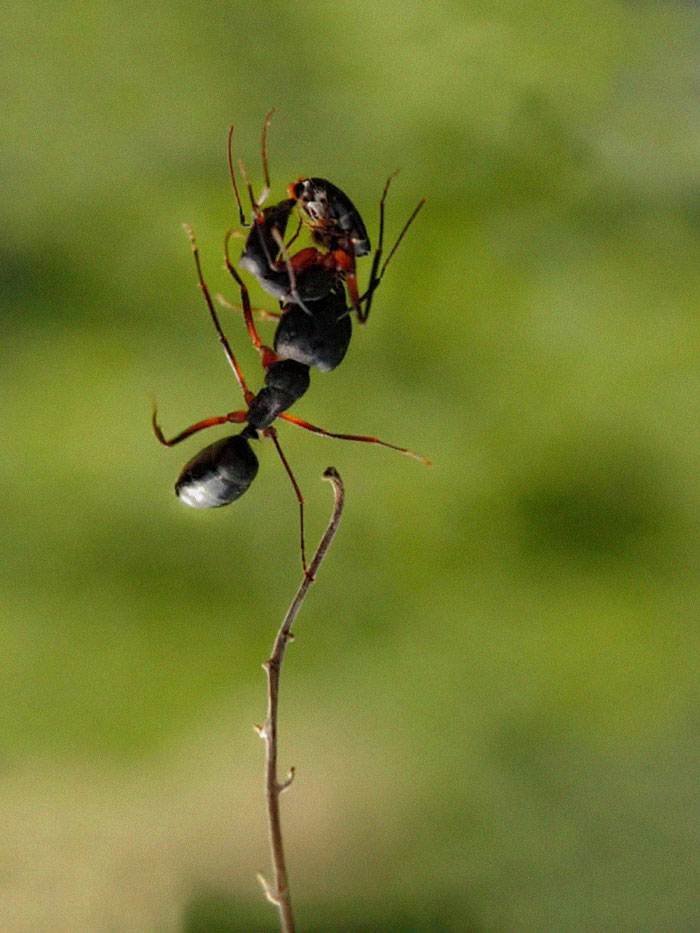 Macro-Smartphone-Photos-Indian-Photographer-Sasi-Kumar