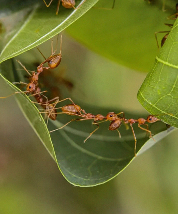 Macro-Smartphone-Photos-Indian-Photographer-Sasi-Kumar