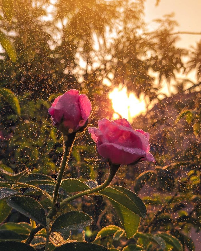 Macro-Smartphone-Photos-Indian-Photographer-Sasi-Kumar