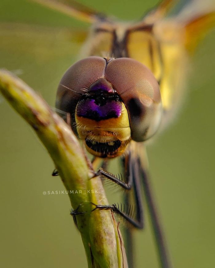 Macro-Smartphone-Photos-Indian-Photographer-Sasi-Kumar