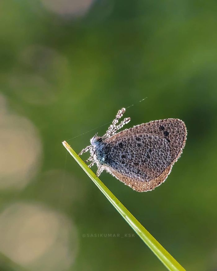 Macro-Smartphone-Photos-Indian-Photographer-Sasi-Kumar