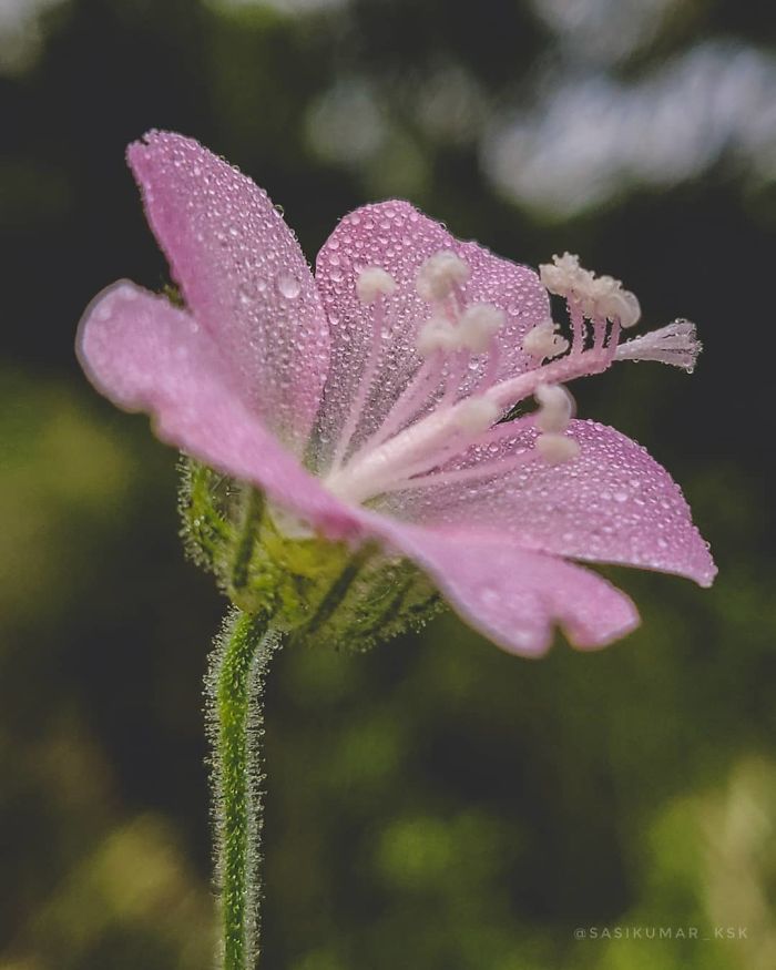 Macro-Smartphone-Photos-Indian-Photographer-Sasi-Kumar