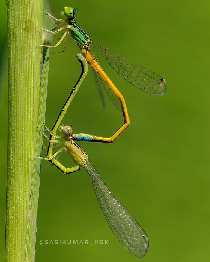 Macro-Smartphone-Photos-Indian-Photographer-Sasi-Kumar