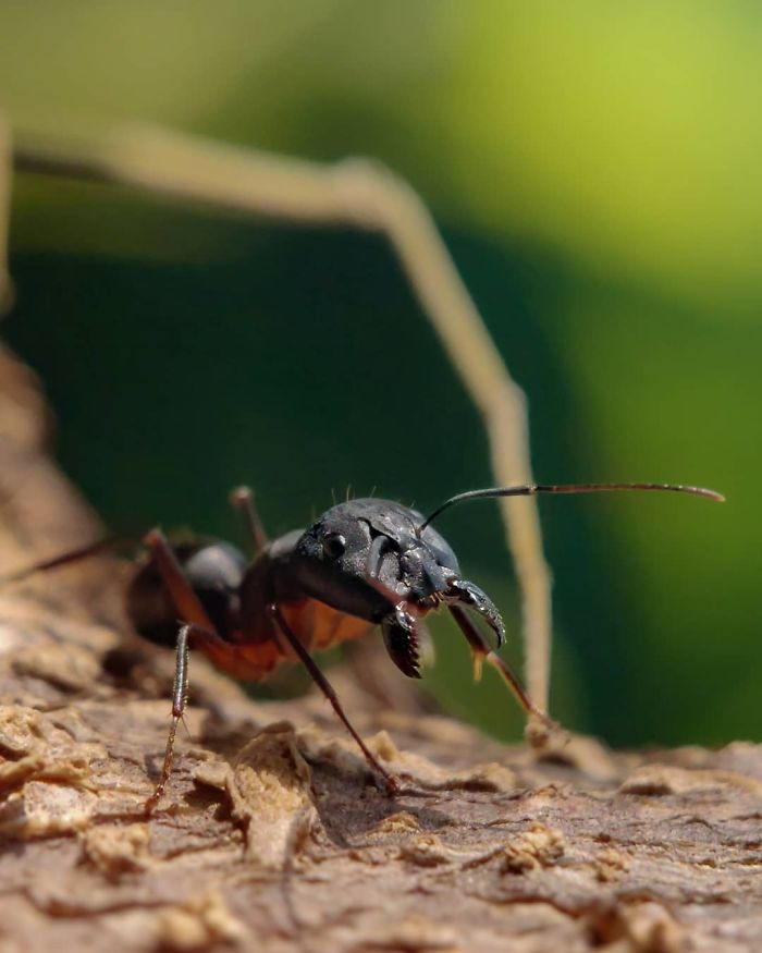 Macro-Smartphone-Photos-Indian-Photographer-Sasi-Kumar