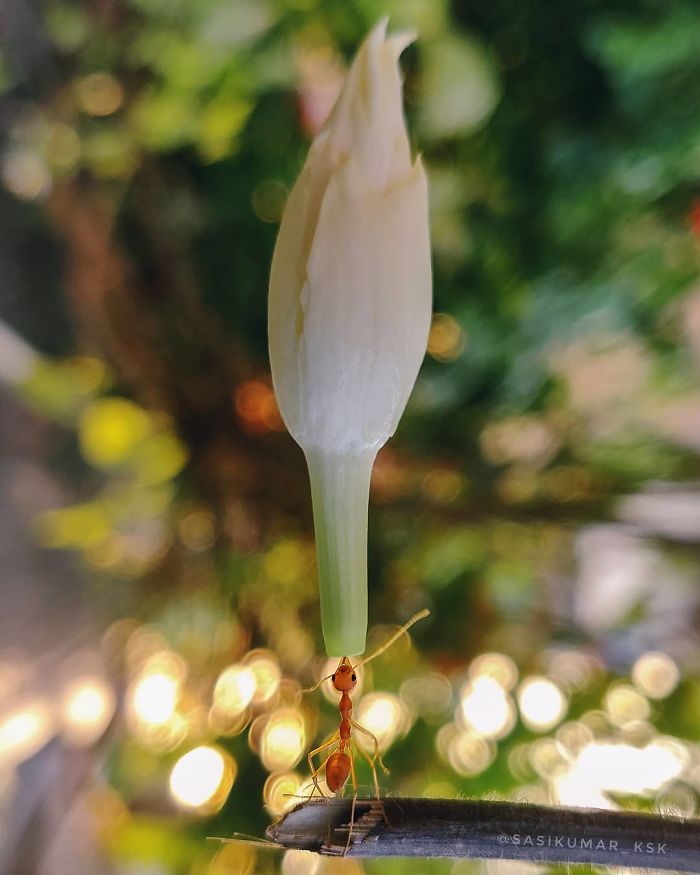 Macro-Smartphone-Photos-Indian-Photographer-Sasi-Kumar