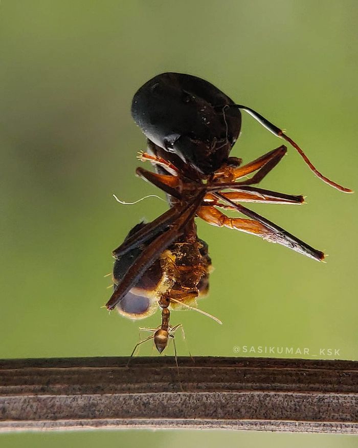 Macro-Smartphone-Photos-Indian-Photographer-Sasi-Kumar