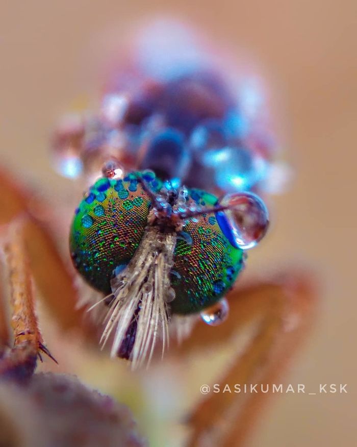 Macro-Smartphone-Photos-Indian-Photographer-Sasi-Kumar