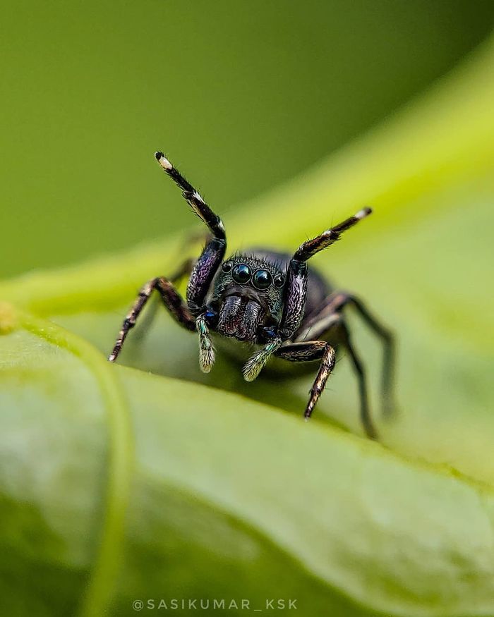 Macro-Smartphone-Photos-Indian-Photographer-Sasi-Kumar