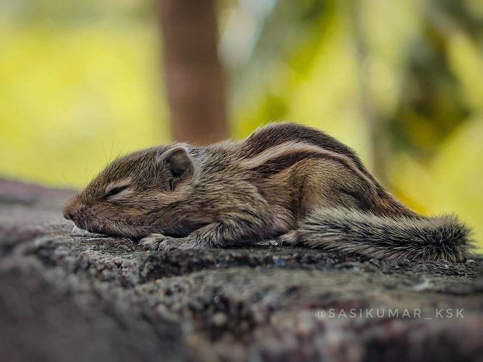 Macro-Smartphone-Photos-Indian-Photographer-Sasi-Kumar