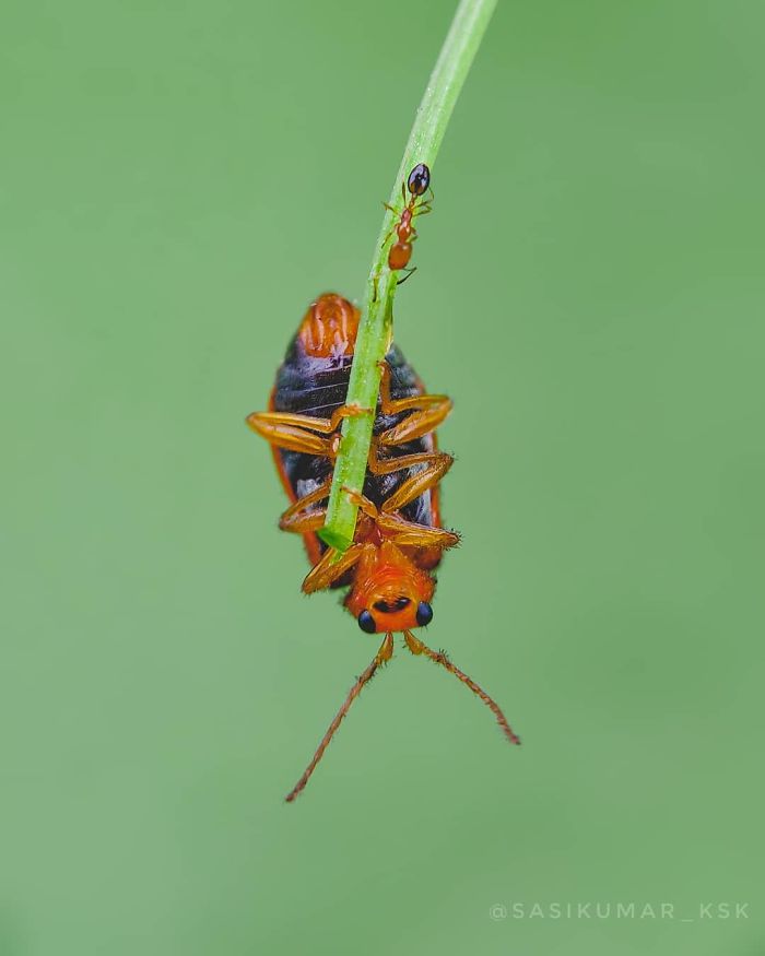 Macro-Smartphone-Photos-Indian-Photographer-Sasi-Kumar