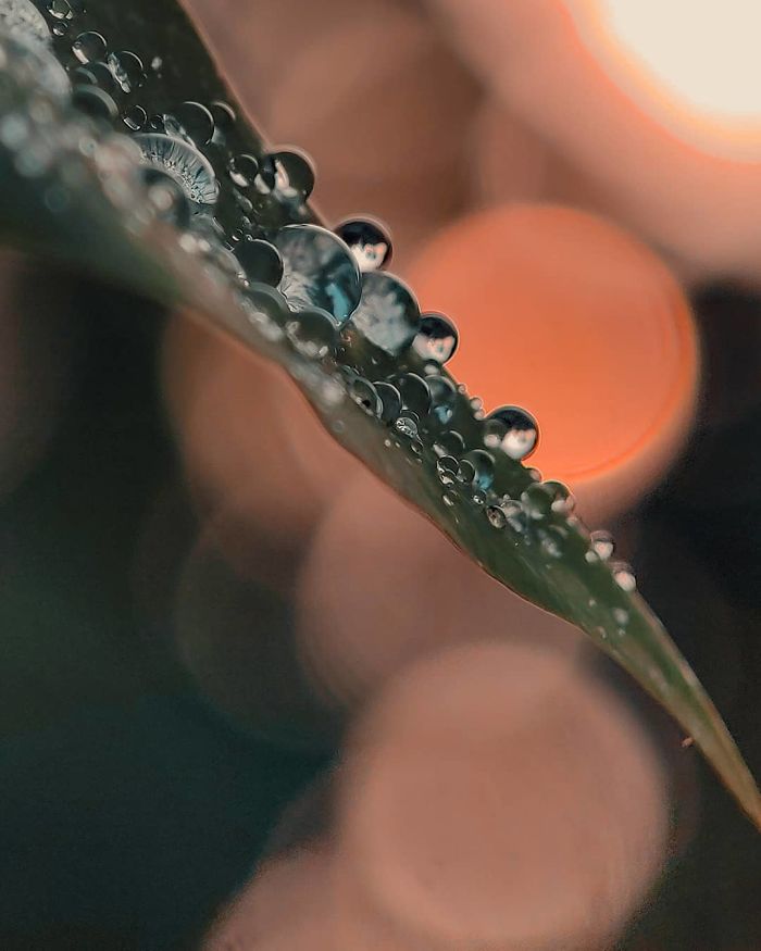 Macro-Smartphone-Photos-Indian-Photographer-Sasi-Kumar