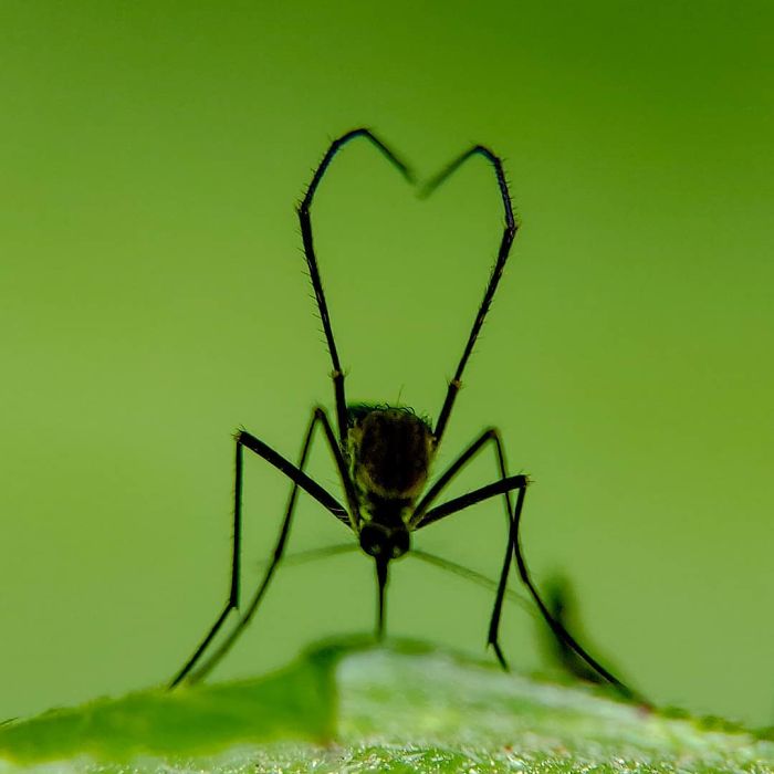 Macro-Smartphone-Photos-Indian-Photographer-Sasi-Kumar