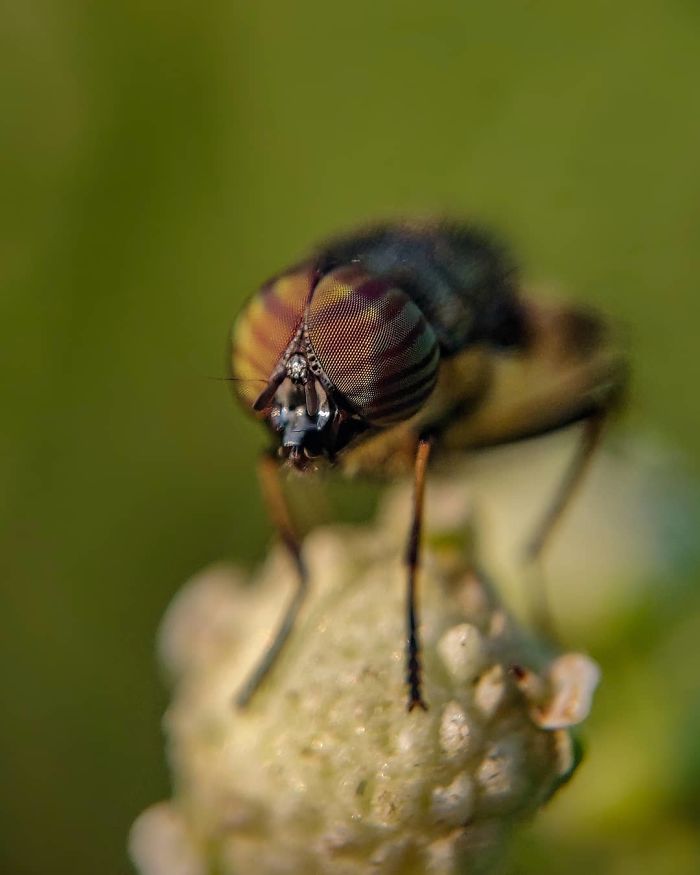 Macro-Smartphone-Photos-Indian-Photographer-Sasi-Kumar