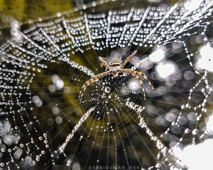 Macro-Smartphone-Photos-Indian-Photographer-Sasi-Kumar