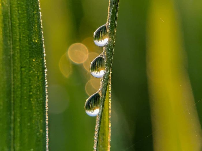 Macro-Smartphone-Photos-Indian-Photographer-Sasi-Kumar