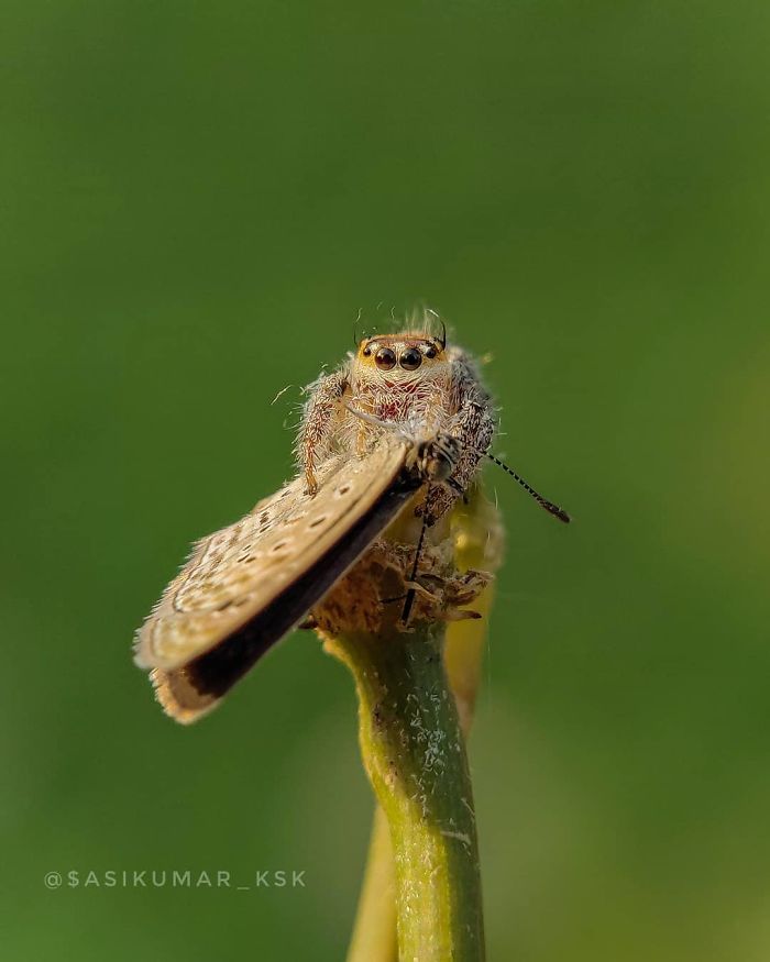 Macro-Smartphone-Photos-Indian-Photographer-Sasi-Kumar