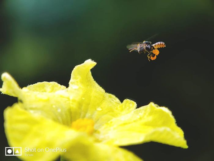 Macro-Smartphone-Photos-Indian-Photographer-Sasi-Kumar