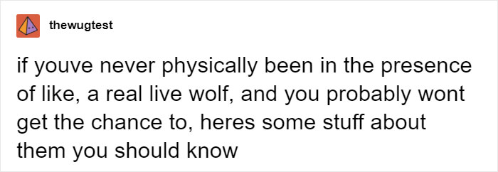 Someone Who Got To Know Wolves Lists The Things We Might Not Know About Them Someone Who Got To Know Wolves Lists The Things We Might Not Know About Them