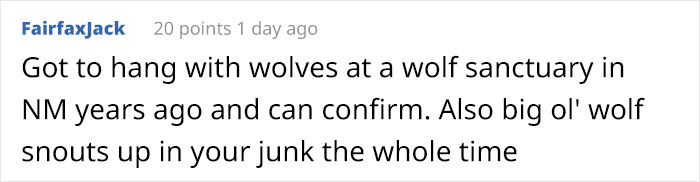 Someone Who Got To Know Wolves Lists The Things We Might Not Know About Them Someone Who Got To Know Wolves Lists The Things We Might Not Know About Them