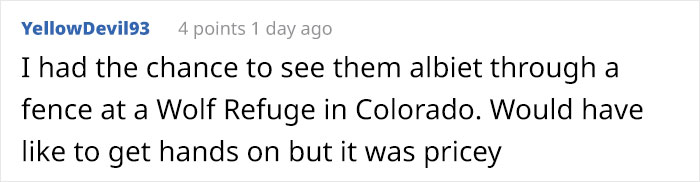 Someone Who Got To Know Wolves Lists The Things We Might Not Know About Them