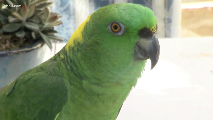 Man Has 4 Cops Show Up To His House Because His Parrot Screaming 'Let Me Out' Sounds Like A Woman Man Has 4 Cops Show Up To His House Because His Parrot Screaming 'Let Me Out' Sounds Like A Woman