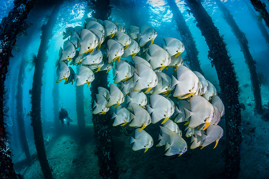 Honorable Mention - Jose Antonio Castellano - Wide-Angle Category - "Under The Pier"