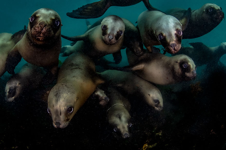 Honorable Mention - Celia Kujala - Coldwater Category - "Welcoming Committee"