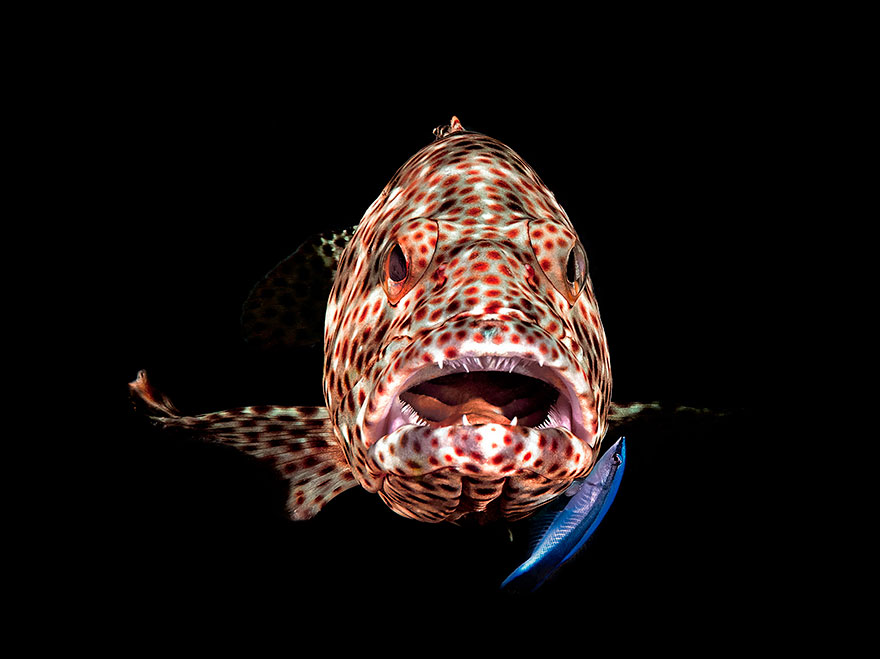 1st Place - Ferenc Lorincz - Compact Behavior Category - "Open Mouth Grouper"
