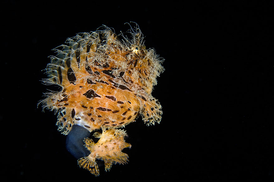 3rd Place - Willy Irawan - Compact Behavior Category - "Mating Hairy Frogfish"