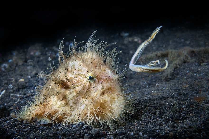 4th Place - Simon Deblock - Compact Behavior Category - "Hairy Frogfish Hunting At Night"