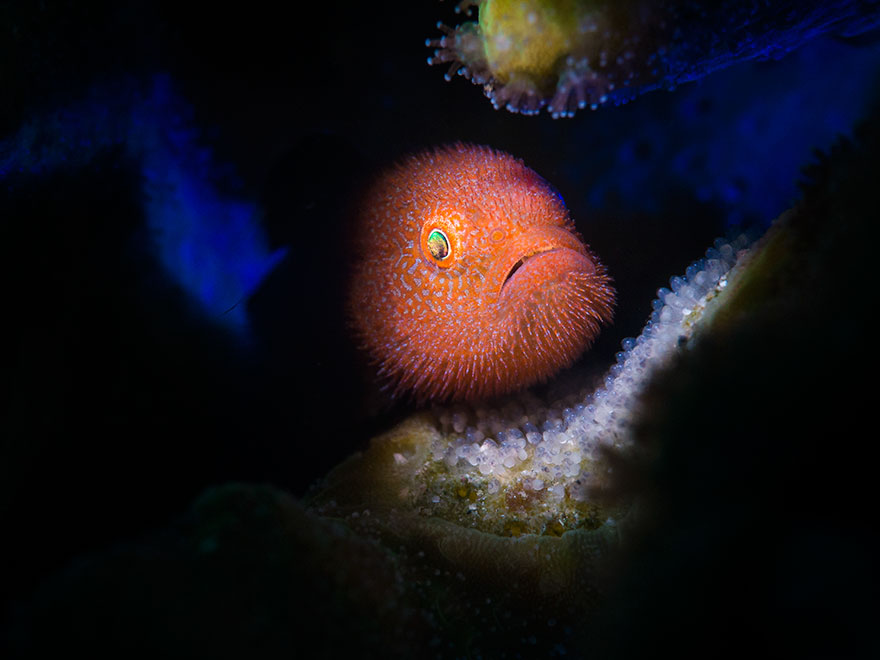 2nd Place - Stan Chen - Compact Macro Category - "Ponda Goby With Eggs"