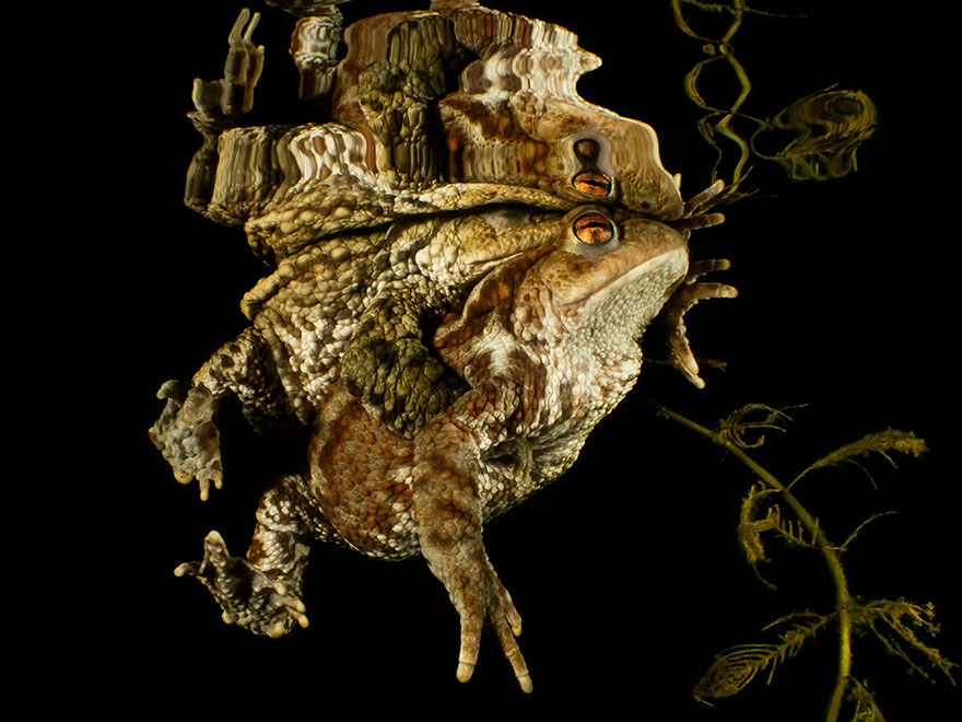 Honorable Mention - Alesso Tinti - Compact Macro Category - "Reflection"