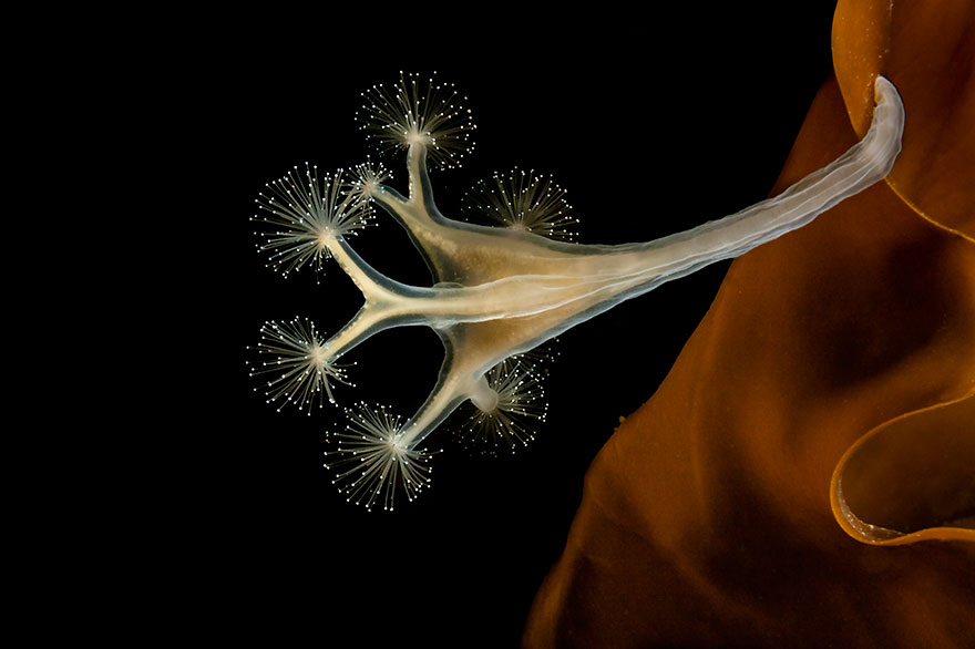 4th Place - Petr Polách - Macro Category - "Lucernaria Quadricornis"