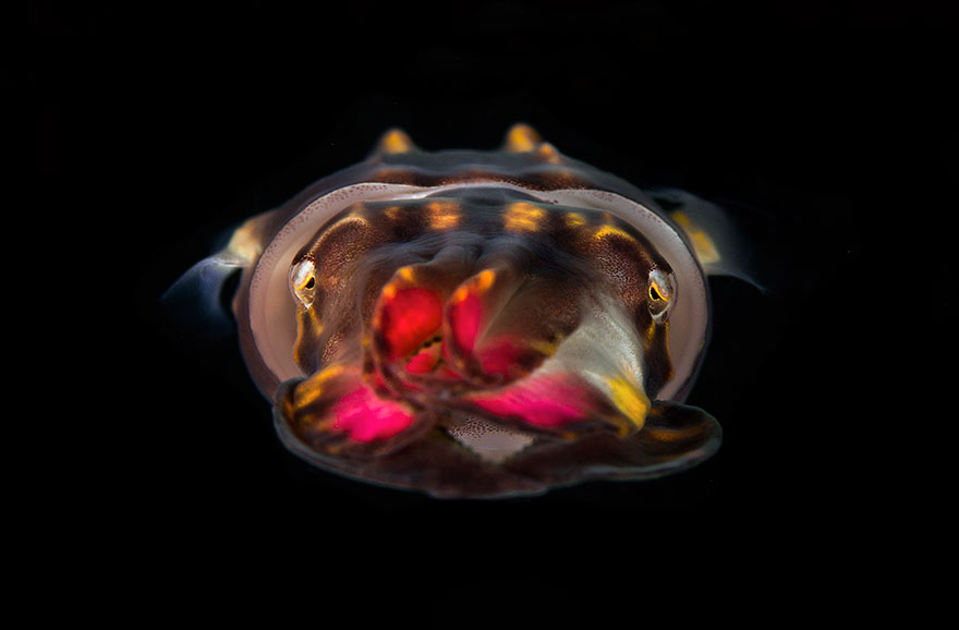 5th Place - Hakan Basar - Macro Category - "Flamboyant In Space"