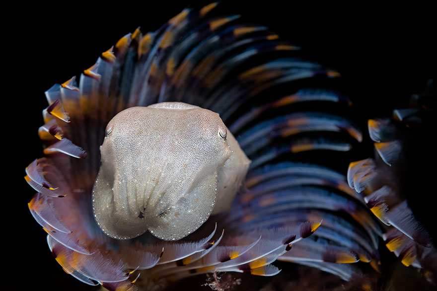 Honorable Mention - Paolo Bondaschi - Macro Category - "Rospo Smeraldino"