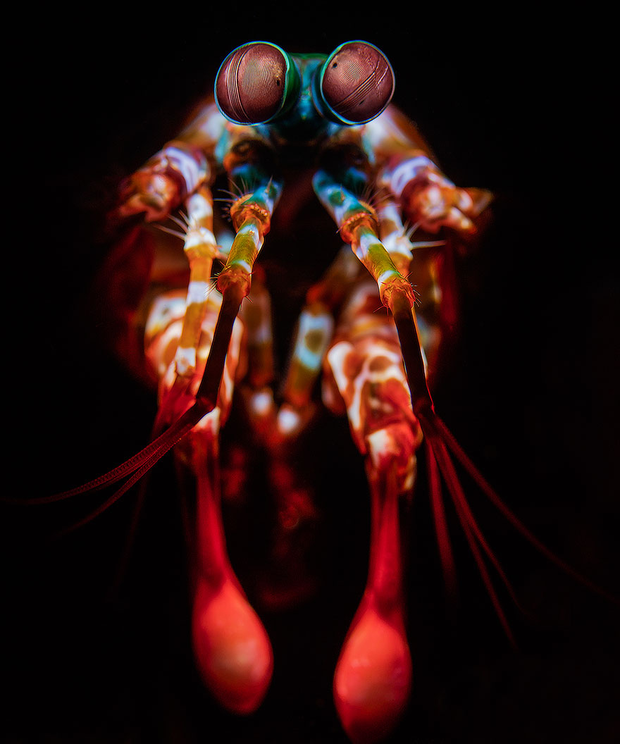 Honorable Mention - Yat Wai So - Macro Category - "The Indian"