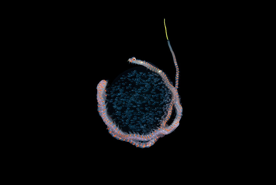 3rd Place - Steven Kovacs - Marine Life Behavior Category - "Worm With Eggs"