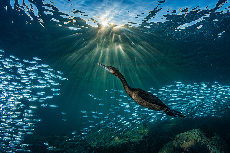 4th Place - Hannes Klostermann - Marine Life Behavior Category - "Strange Encounters"
