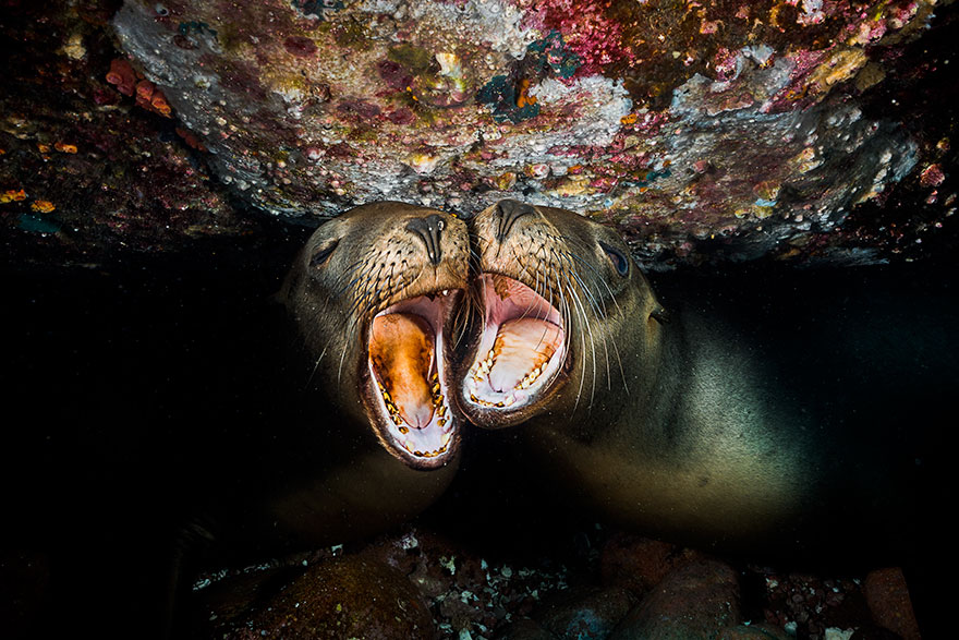 Honorable Mention - Pedro Carillo - Marine Life Behavior Category - "The Choir"