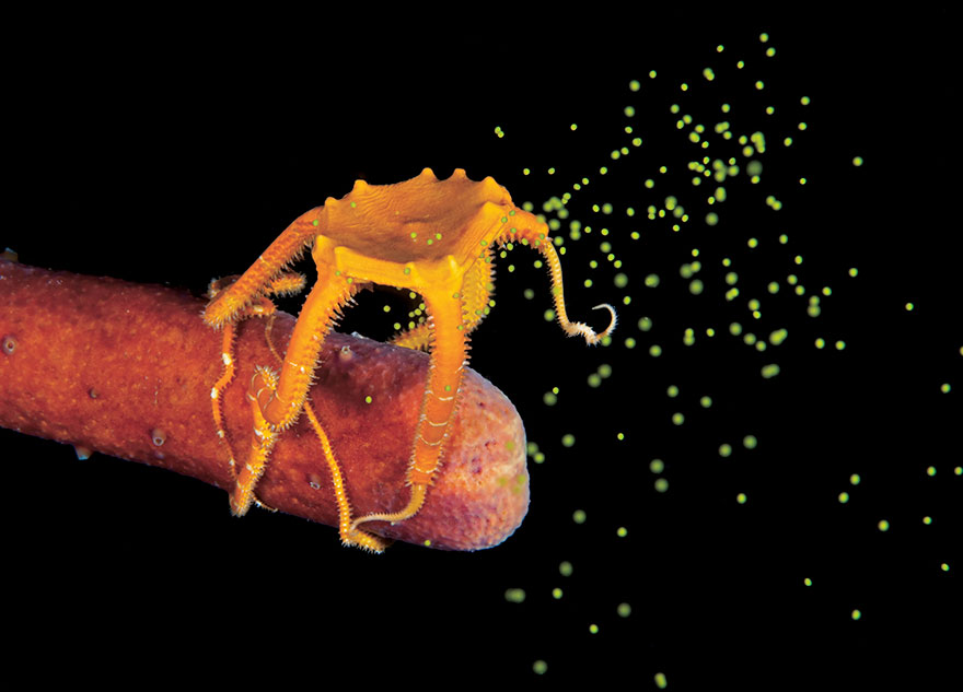 Honorable Mention - Steven Kovacs - Marine Life Behavior Category - "Egg Release"