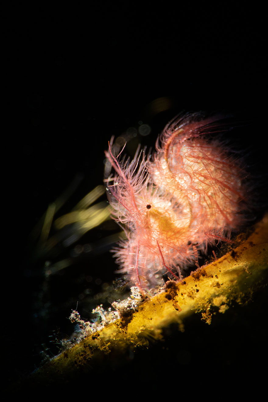 2nd Place - Michael Loh - Novice Macro Category - "Hairy Shrimp"