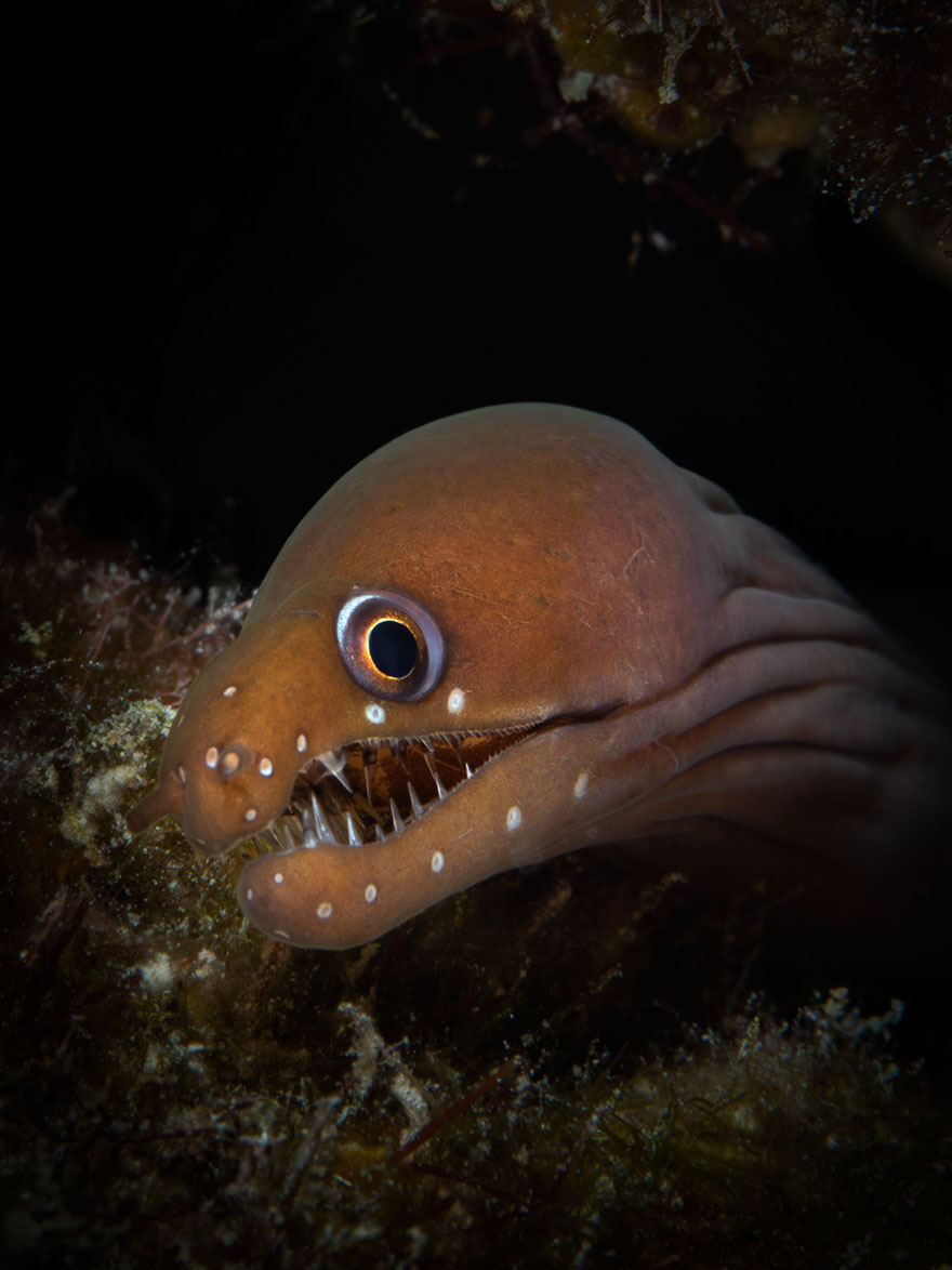 5th Place - Kierstin Zetterberg - Novice Macro Category - "Chestnut Moray"