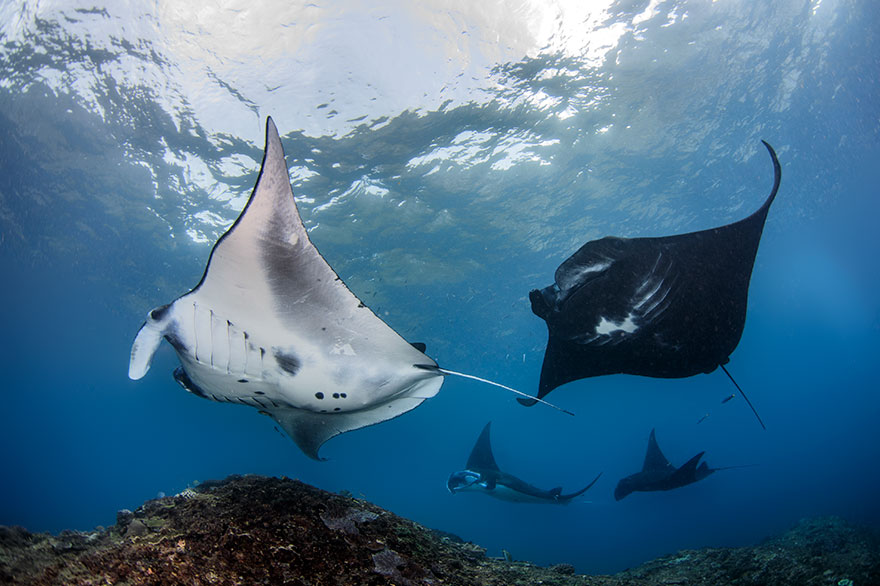 Honorable Mention - Jeongin Kim - Novice Wide Angle Category - "Couple Dating"