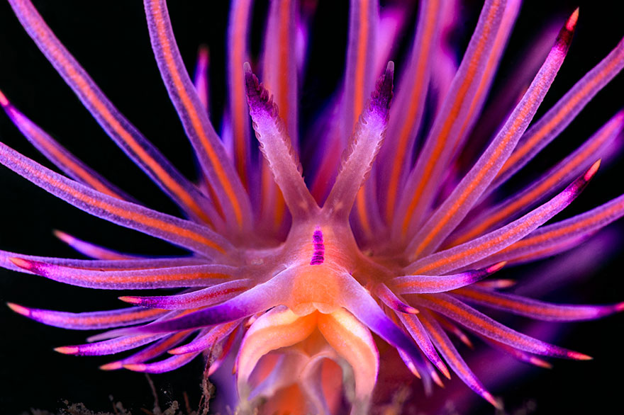 1st Place - Jenny Stock - Nudibranchs Category - "Treats From Maloolaba River"