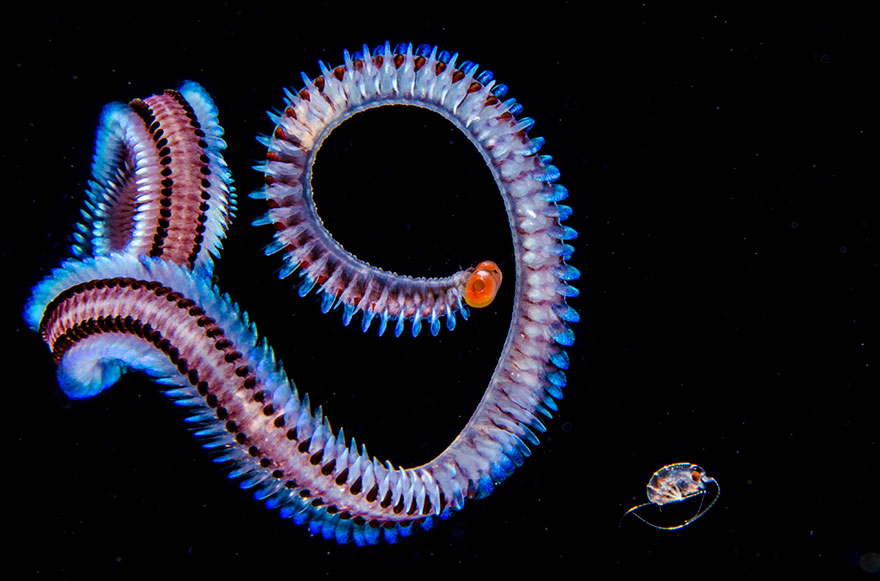 Honorable Mention Place - Fabien Michenet - Blackwater Category -"Alciopid Worm"