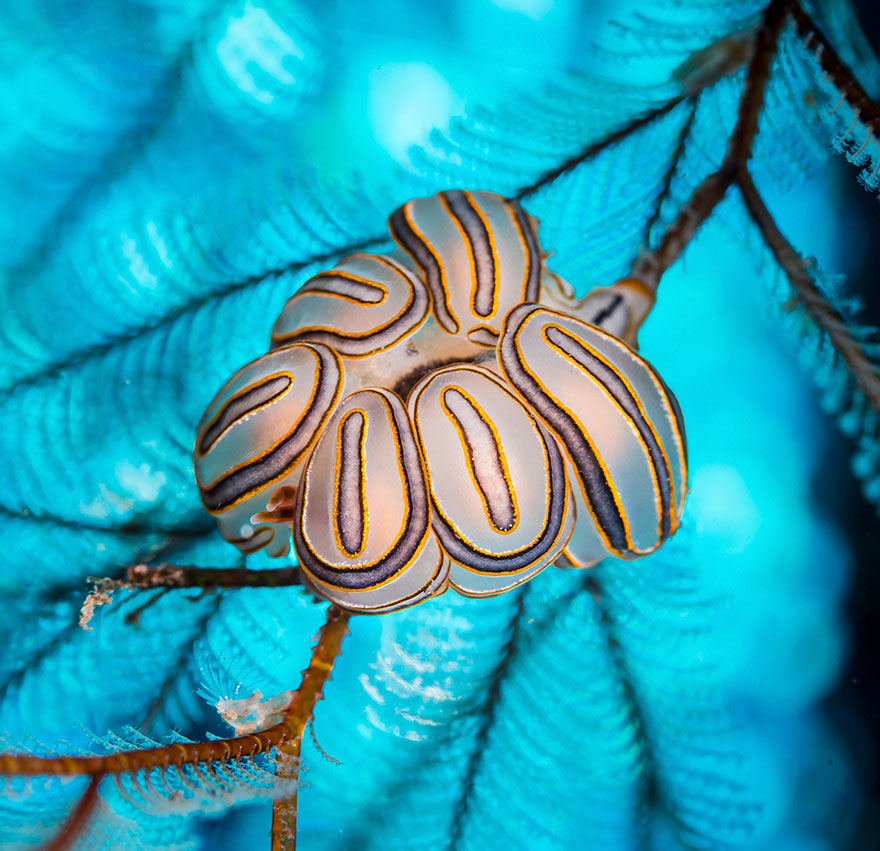 3rd Place - Andrey Savin - Nudibranchs Category - "The Sky"