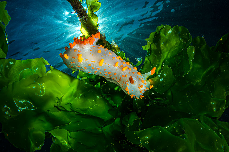 4th Place - Mauro Apuleo - Nudibranchs Category - "Green Field"